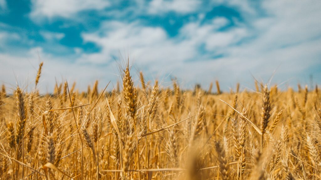Field of wheat in Ukraine