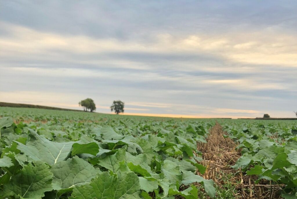 Low angle shot of plants in a field with trees on horizon visible in the distance.